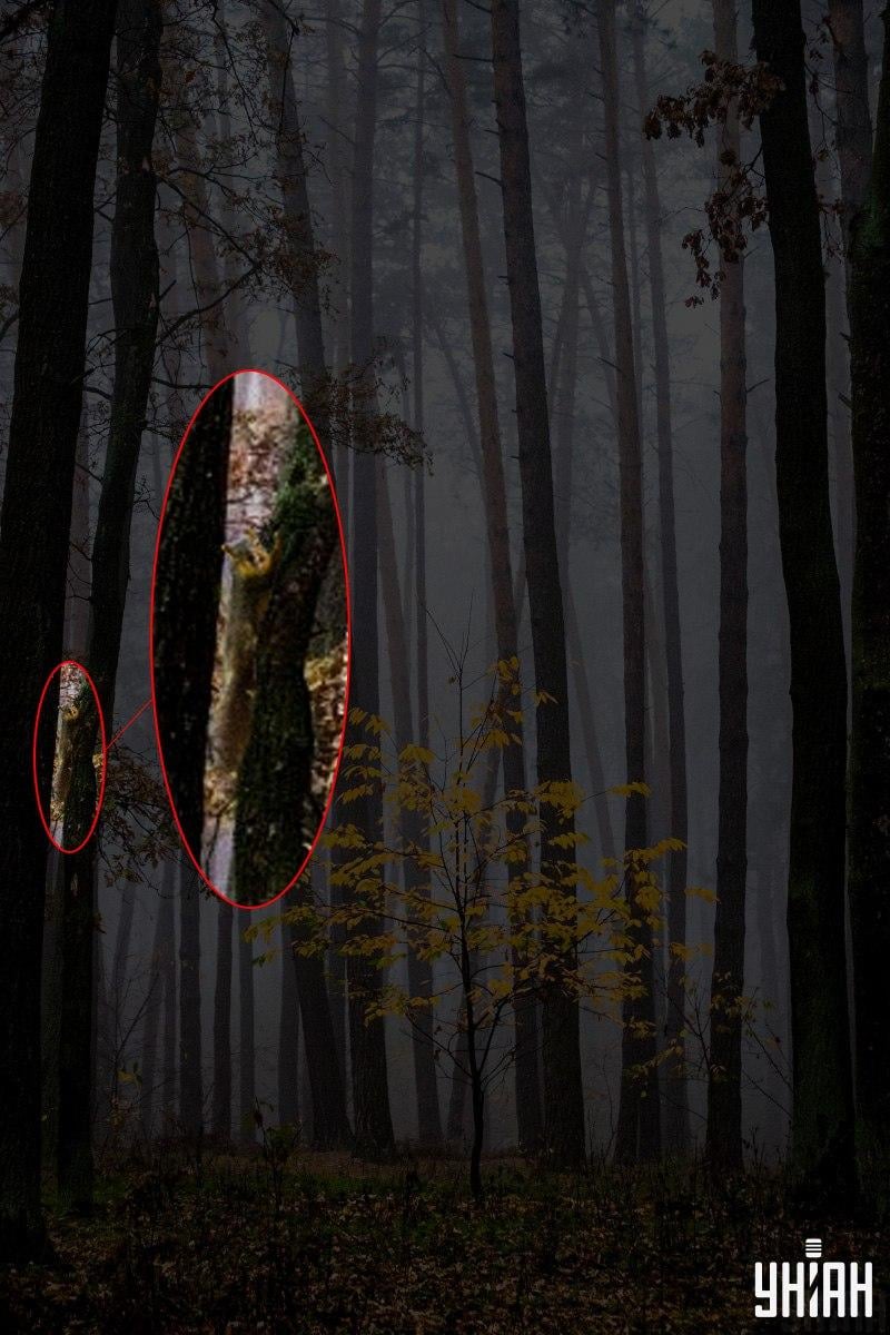 Bare 2 % av alle mennesker kan finne et ekorn i skogen på 12 sekunder: en fantastisk optisk illusjon