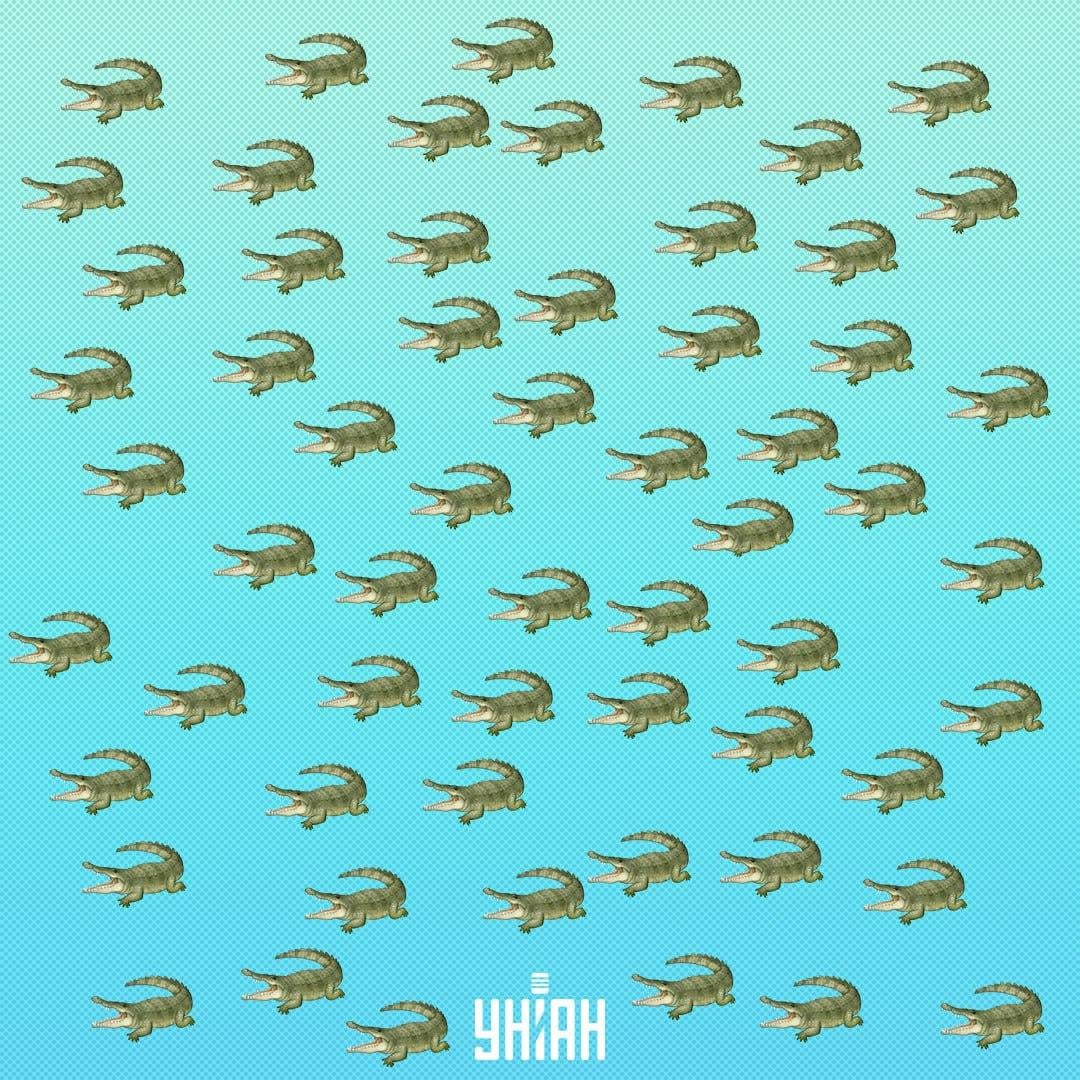 Reptilet er skjult, men du bør se det om 15 sekunder / Collage Moje