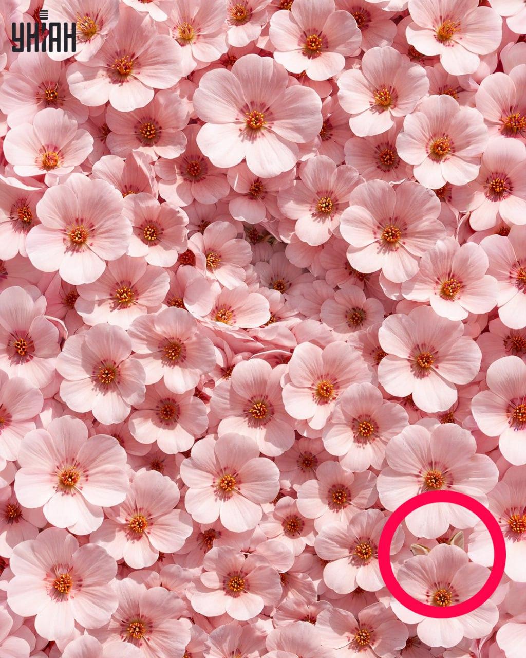 Bare 1 % av alle mennesker kan finne en kanin på 11 sekunder: en overraskende kompleks optisk illusjon