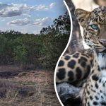 Å finne en leopard i jungelen på 8 sekunder: den beste måten å teste oppmerksomheten din på Å finne en leopard i jungelen på 8 sekunder: den