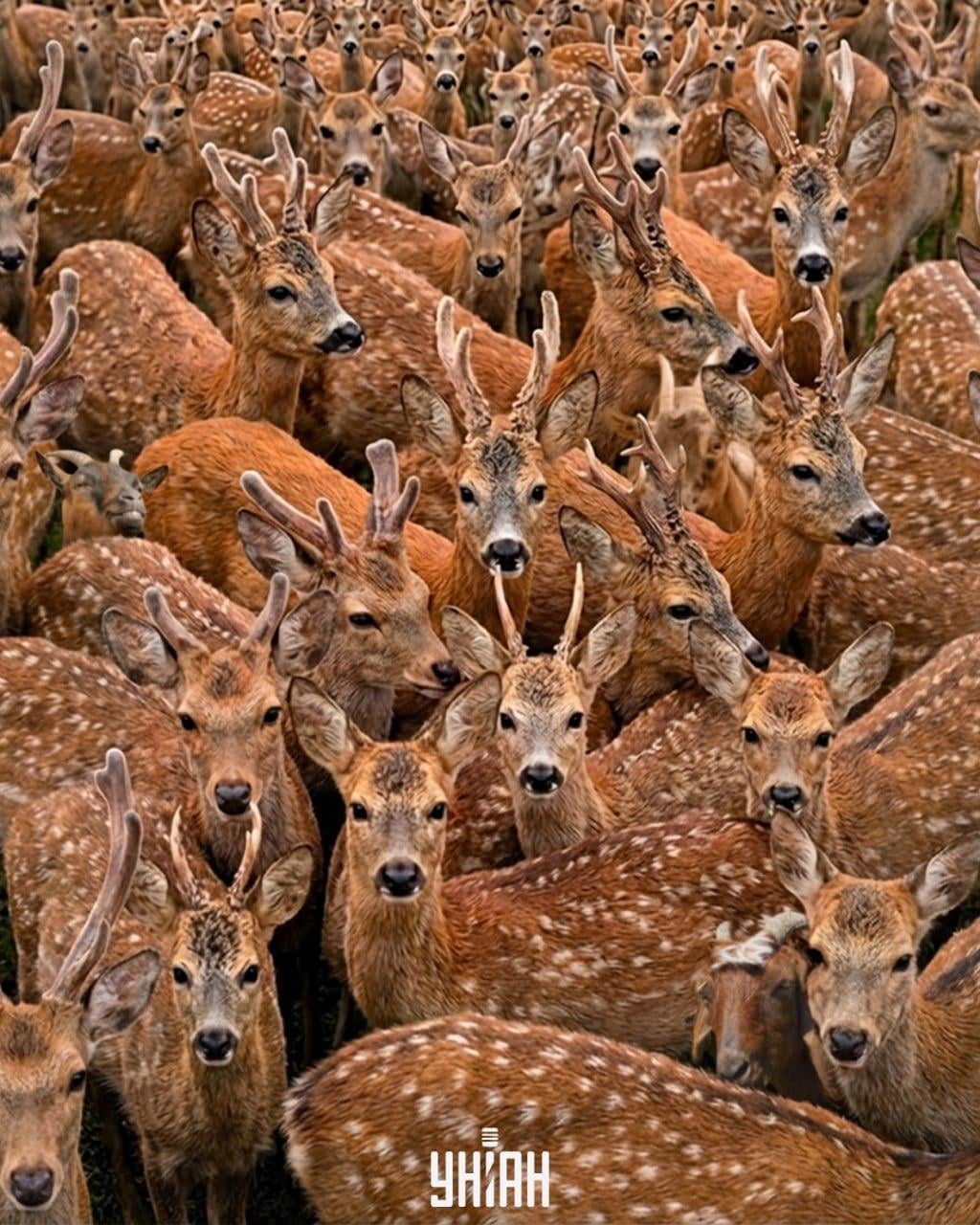 Du må finne tre geiter blant reinsdyr på 11 sekunder: en svært kompleks optisk illusjon