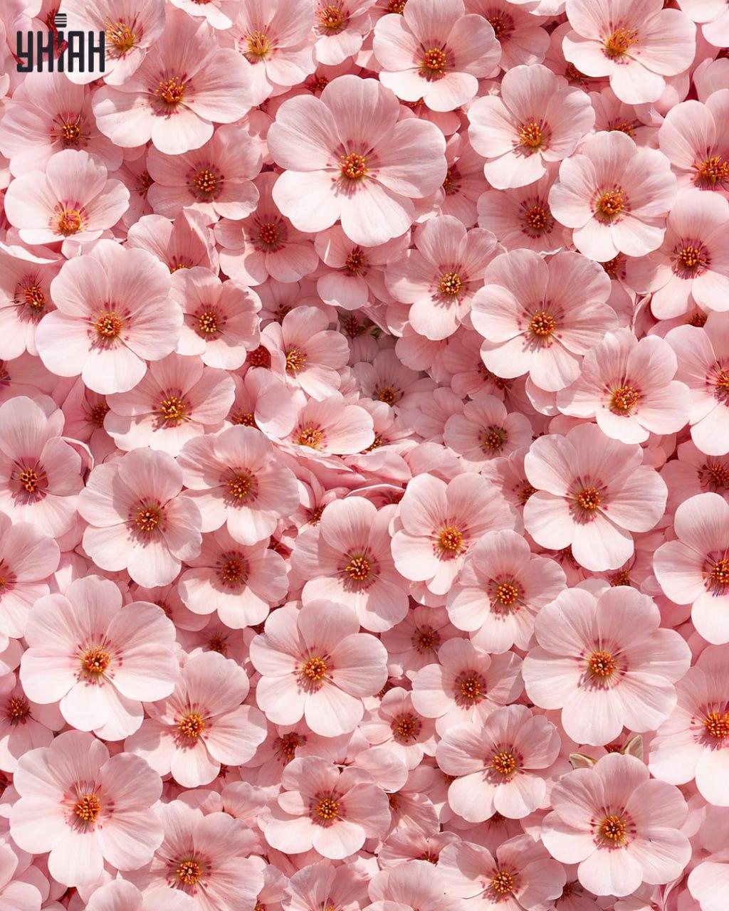 Bare 1 % av alle mennesker kan finne en kanin på 11 sekunder: en overraskende kompleks optisk illusjon