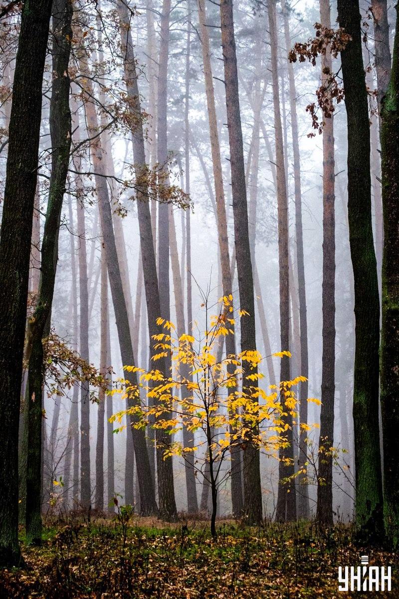 Bare 2 % av alle mennesker kan finne et ekorn i skogen på 12 sekunder: en fantastisk optisk illusjon