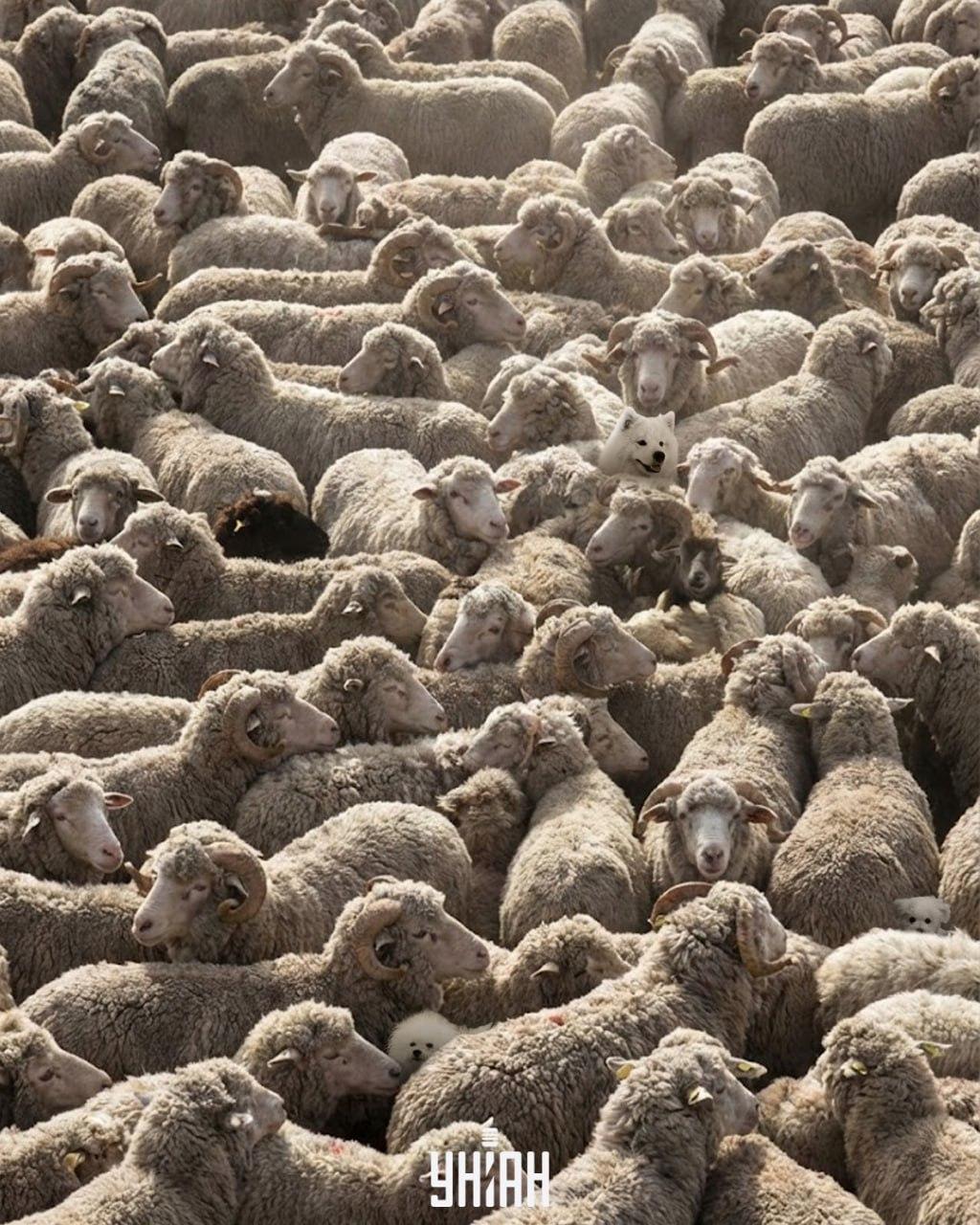 Bare én av 100 kan finne alle hundene på bildet på 12 sekunder: et utfordrende puslespill